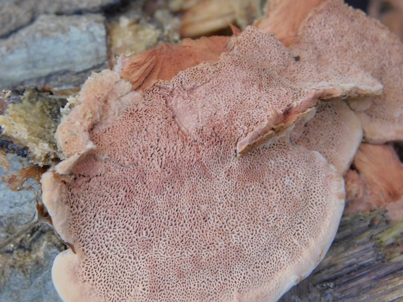 9Fotogr.il 18.12.2021 sotto Leccio